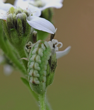 Summer Azure caterpillar